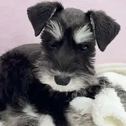 【 ミニチュアシュナウザー 】志村タイムズ20号！甘えん坊なシュナちゃんをご紹介