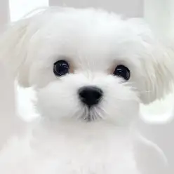 【 マルチーズ 】今回の志村タイムズ14号は黄金の童顔比率を持ったマルチーズ君！