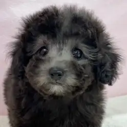 【 トイプードル 】希少カラーのトイプーくんがマルワン板橋志村坂下店に入店！