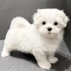 【 マルチーズ 】トップクラスの人懐っこさ!マルチーズの女の子