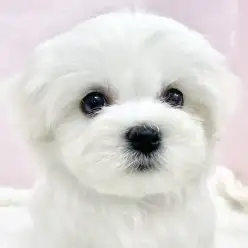 【 ミックス 】ビション譲りの純白コートが魅力！キャバションくんをご紹介！