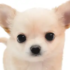 【 チワワ 】クリーム＆ホワイトのプレミアムな女の子がチワワの聖地に電撃入店！