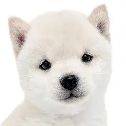 【 豆柴 】超希少な白豆柴が7年振りにマルワン大倉山店に念願の仲間入り！！