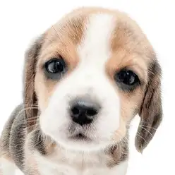 【 ビーグル 】くっきりブレーズ！陽気なビーグルが大倉山店にやってきた！