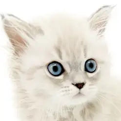 【 ネヴァマスカレード 】希少種!マスカレードの下の甘〜いマスクにご注意を!