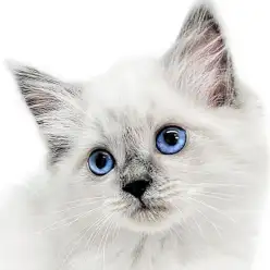 【 ネヴァマスカレード 】ブルーの仮面を被った超希少猫種が大倉山店に初登場！