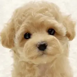 【 マルプー 】優しい性格で飼いやすい！マルチーズとトイプードルの大人気MIX