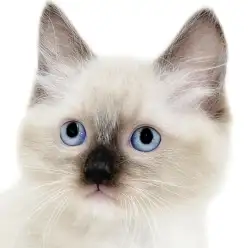 【 ラグドール 】色に特徴が盛り沢山！青い瞳にシールポイントと個性豊かなたぬき猫