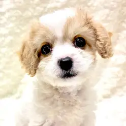【 MIX 】あっと言う間にご家族決定!大人気MIX犬キャバション!