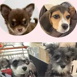 【 しつけ個別相談会 】愛犬との絆の結び方レクチャーとお悩み相談！