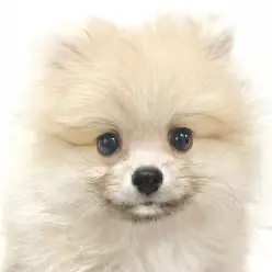 【 ポメラニアン 】可愛い秘訣はバランス良く整ったお顔！カッコ可愛い癒し系王子