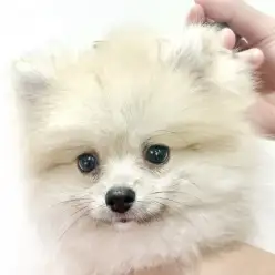 【 ポメラニアン 】ぬいぐるみ感アップ！シャンプーでさらに可愛く大変身
