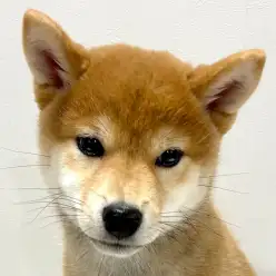 【 柴犬 】お手入れ上手な赤柴ガール！歯磨きもへっちゃらな優等生
