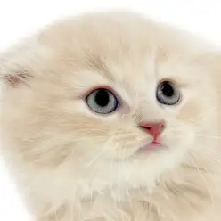 【 スコティッシュフォールド 】垂れ耳そして丸顔！コミカルで愛らしい性格の長毛猫
