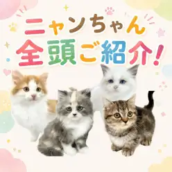 【 お知らせ 】お客様大感謝祭開催!マルワン板橋志村坂下店のネコちゃんをご紹介!