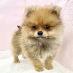 【 ポメラニアン 】たぬきフェイスのポメラニアンがマルワン志村坂下店に登場！