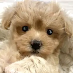 【 マルプー 】アプリコットの優しい色合いが魅力の小柄なMIX犬が東川口に登場！