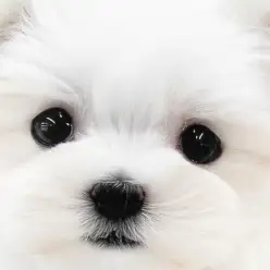 【 マルチーズ 】抜け毛が少なく小さめサイズ！温和な子犬との生活は夢じゃない！
