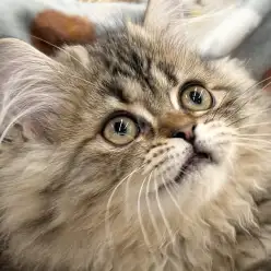 【 ラガマフィン 】モフモフがレベルアップ！周囲を明るくする愛され猫の成長日記！