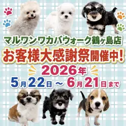 【 お知らせ 】お客様大感謝祭開催!マルワンワカバウォーク鶴ヶ島店の子犬紹介!