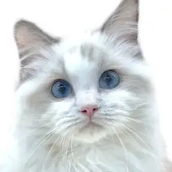 【 ラグドール 】抱っこも遊びもお手入れも大好き？！にゃんこの2ndブログ