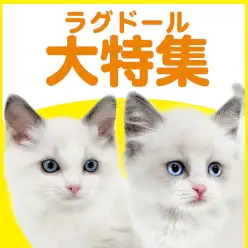 【 ラグドール特集 】5/14現在在店中のぬいぐるみ系ニャンコ特集！最新動画付き