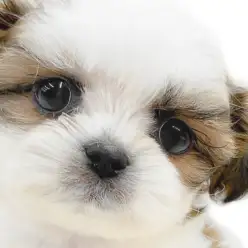 【 マルシー 】室内犬の注目犬種が共演？マルチーズとシーズーのMIXが大和市に！