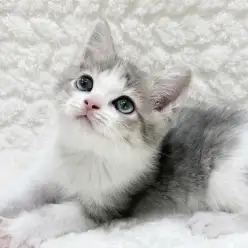 【 マンチカン 】かわいいだけじゃない!将来も楽しみな足長マンチカンちゃん
