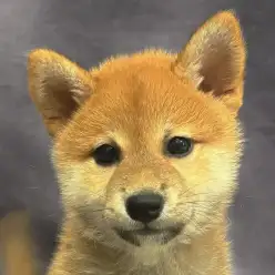 【 柴犬 】お店に来て3週間！フレンドリーさがレベルアップした赤柴子ちゃん！