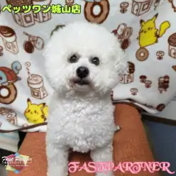 【 ファーストパートナー 】ペッツワン城山店スタッフあさひの愛犬物語！