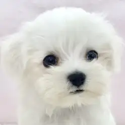 【 マルチーズ 】小さな純白の天使がマルワン板橋志村坂下店に舞い降りました。