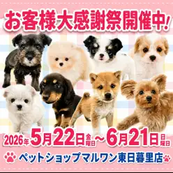【 お知らせ 】お客様大感謝祭開催！マルワン東日暮里店のワンちゃんのご紹介！