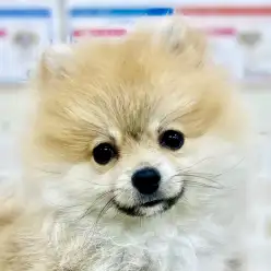 【 ポメラニアン 】トレーニングも順調！オレンジの毛色と笑顔が眩しい理想の室内犬