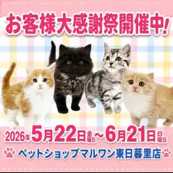 【 お知らせ 】お客様大感謝祭開催！マルワン東日暮里店のネコちゃんのご紹介！