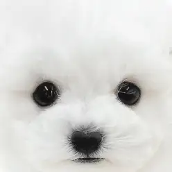 【 ビションフリーゼ 】圧倒的な可愛さで魅了する女の子！真っ白なハッピー犬に迫る