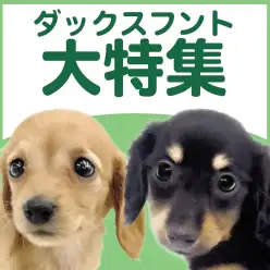 【 ダックスフント 】5/28現在在店中の胴長短足代表犬種!最新動画付き!