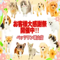 【 お知らせ 】すでに数組のご家族がお迎え！残り3週間！大感謝祭開催中！