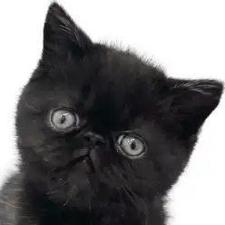 【 エキゾチック 】黒猫ぶちゃ顔エキゾちゃんが横浜元町店に登場！