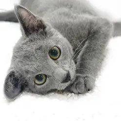 【 ロシアンブルー 】クールな美猫が見せるキュートで甘えん坊な姿をご紹介！