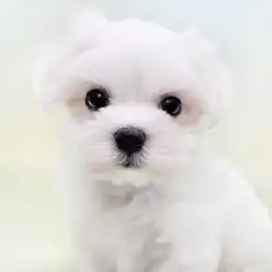 【 マルチーズ 】世界最古の愛玩犬！生粋のアイドルわんこ！