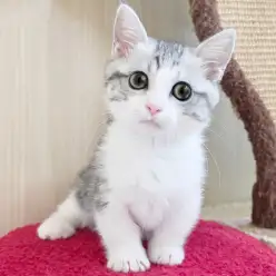 【 ミヌエット 】初心者さんでも安心!お手入れラクチンまんまる猫!