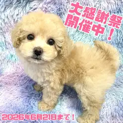 【 お知らせ 】お客様大感謝祭開催中！高井戸店のワンちゃんをご紹介！