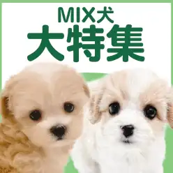 【 MIX犬特集 】5/14現在在店中のオンリーワンコ！最新動画は必見！