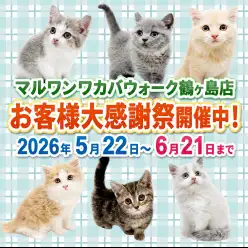 【 お知らせ 】お客様大感謝祭開催！マルワンワカバウォーク鶴ヶ島店の子猫紹介！