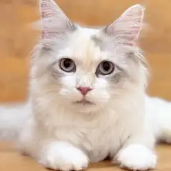 【 ネヴァマスカレード 】かくれんぼ好きな大型美人猫！社交性にも注目の成長記録！