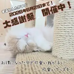 【 お知らせ 】お客様大感謝祭開催中！高井戸店のネコちゃんをご紹介！