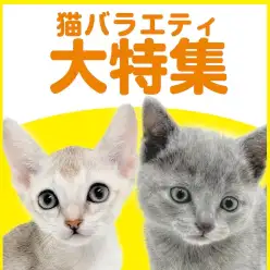 【 猫バラエティ特集 】5/28現在在店中のバラエティにゃんこたちをご紹介!