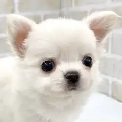 【 チワワ 】プレミアムの称号を持ったチワワちゃんがマルワン志村坂下店に登場！