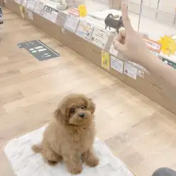 【 城山トレーニングダイアリー 】プーちゃんの初めてのトレーニング