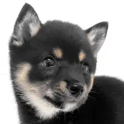 【 豆柴 】理想的な鉄サビ色を身にまとった小顔の黒豆柴の女の子が登場!